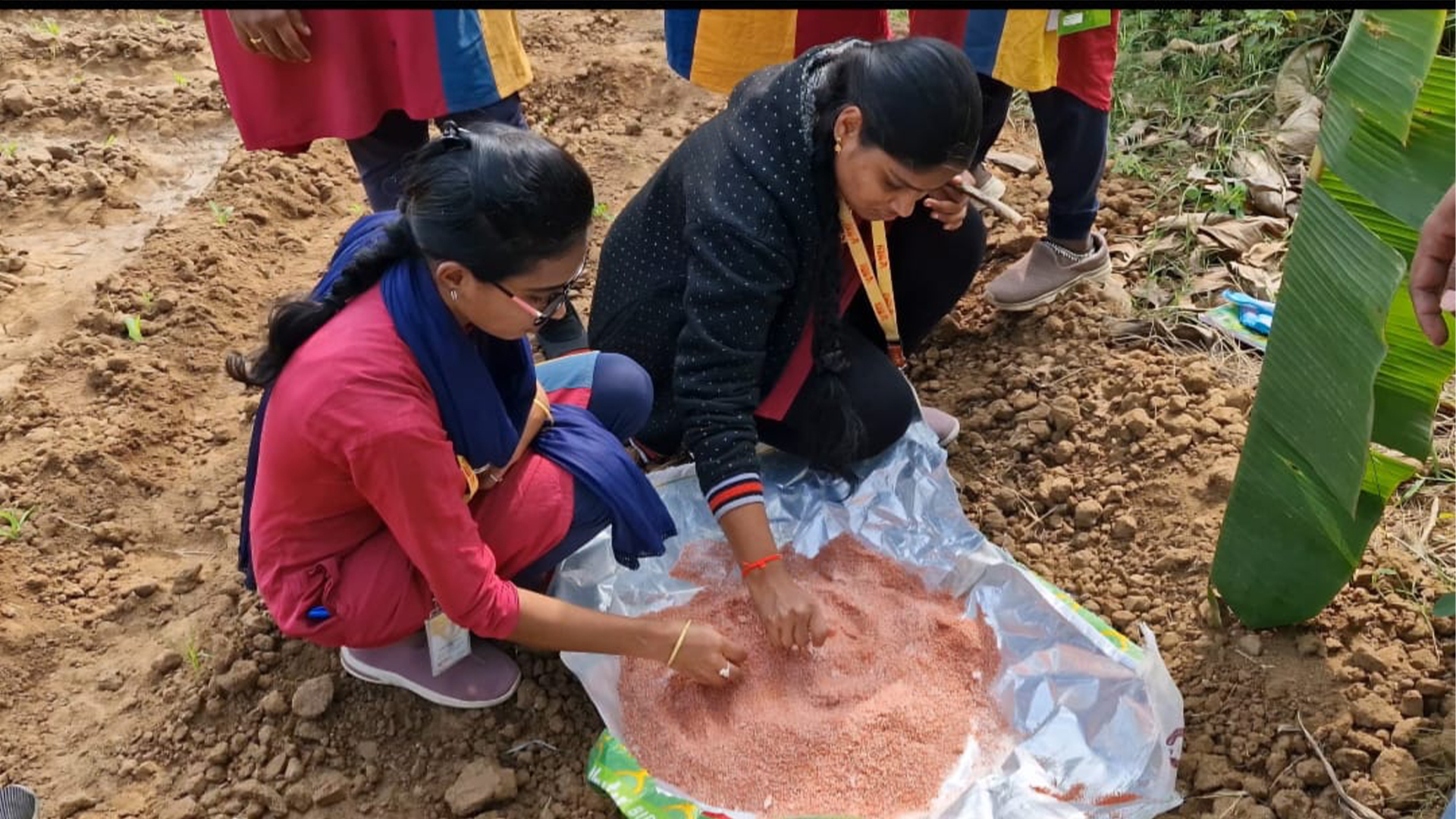 Agronomy Club Impactful Activity, “Maize Magic: Powering Growth With Basal Fertilizer”